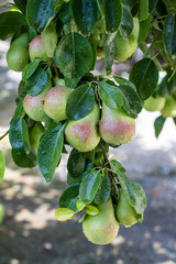 Pear ripening on the branches of the tree