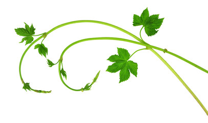 Fresh hop tendrils with young leaves. Isolated. Spring. Medicinal plants. Brewing. Ingredients.
