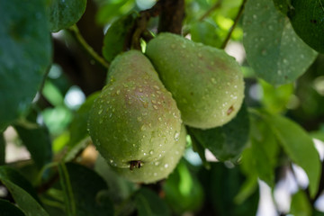 Pear ripening on the branches of the tree