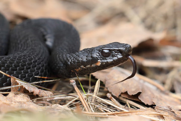 Adder
