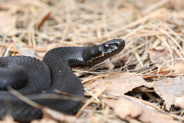 Adder