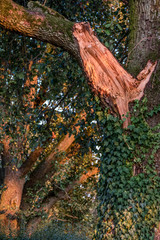 Übervoller Apfelbaum