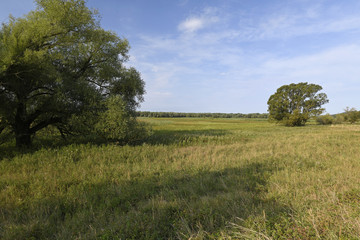 Feuchtwiese an der Oder im Natura 2000 Gebiet 
