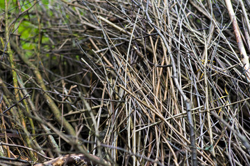 Pile of brushwood and round wood stacked on green grass against a background of green forest outdoors Firewood in the forest. Dry fallen trees. Dry branches are the cause of forest fires in the summer