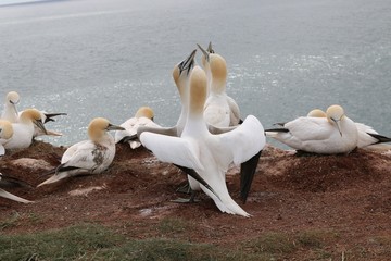 Helgoland V&ouml;gel