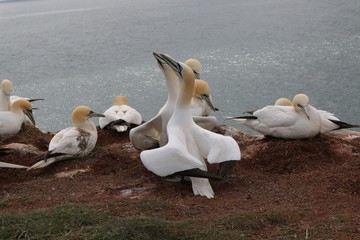 Helgoland V&ouml;gel