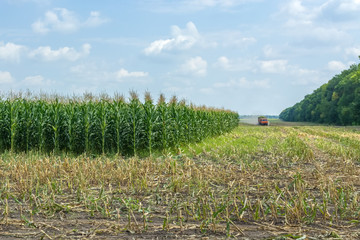 Obraz premium harvest of juicy corn silage by a combine harvester and transportation by trucks, for laying on animal feed