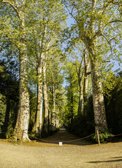 Fototapeta premium Spring tree-lined avenue