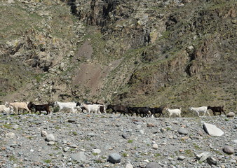  Goat Herd in the Altai Mountains