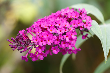 Fototapeta premium Fleur de Buddleia de David