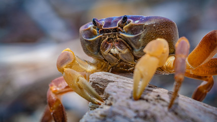Hairy Leg Mountain Crab Animal © Aris Suwanmalee