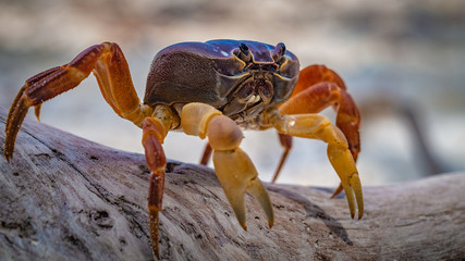 Hairy Leg Mountain Crab Animal