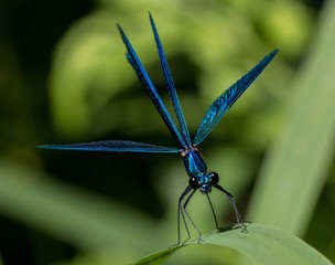 Libellula blu con le ale aperte