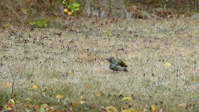 Gr&uuml;nspecht sucht Ameisen 