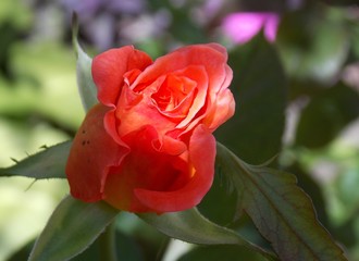 orange rose