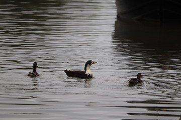 swans mallards and manky mallards on the canal waters of the oxford water ways