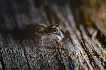 jumping spider