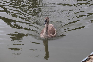 swans mallards and manky mallards on the canal waters of the oxford water ways