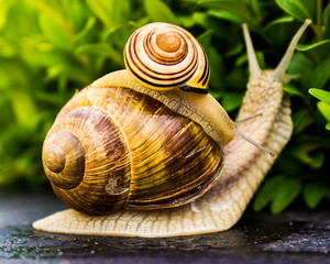 Snail
