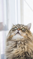 Beauty cat of livestock, siberian purebred. Adorable domestic pet with long hair...