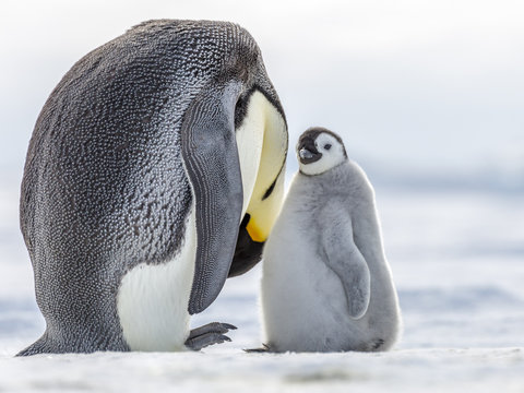 Emperor Penguin preening fron feathers watched on by chick