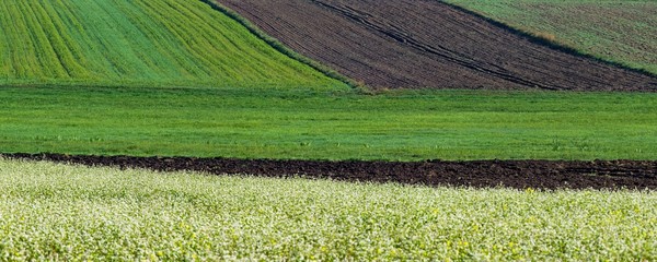 panorama jesiennego zaornaego pola z uprawą gryki
