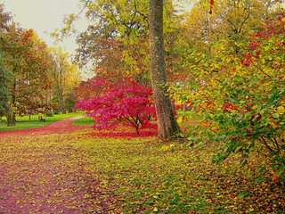 Obraz premium Beautiful autumn colours in the woodland walks in a park