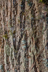 Background of deeply furrowed tree bark with mixed mosses, vertical aspect