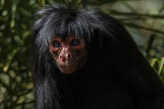 Macaco Aranha Geoffroys, Ateles Geoffroyi, Também Conhecido Como