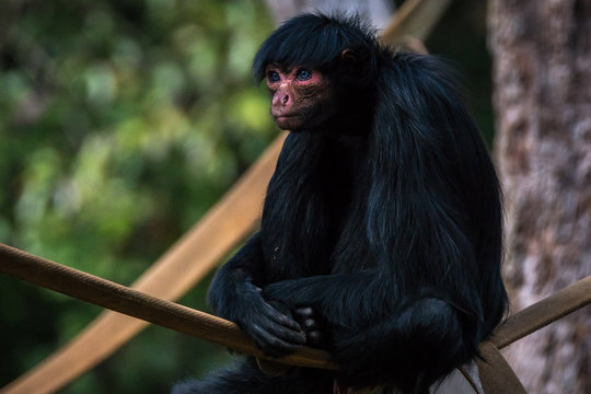 Macaco Aranha Preto - Ateles paniscus - Redfaced Spider Monkey