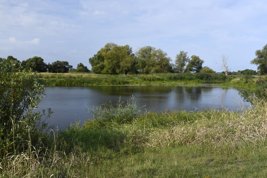 Altarm der Oder im Natura 2000 Gebiet "Dolna Odra" / Nationalpark Unteres Odertal / Polen 