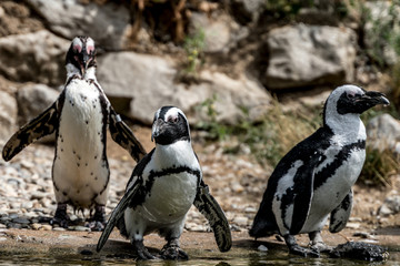 Pinguine