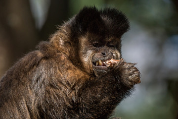 Macaco-Prego / Tufted Capuchin (Sapajus apella)