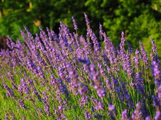 Obraz premium violet lavender field on green background