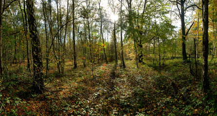 panoramic view of a forest in autumn colors with plenty leaves and ivy on the forest floor