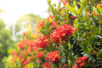 Bushes of red ixora