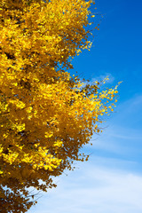 yellow ginkgo leaves tree in autumn