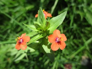 Macro de petites fleurs de  mouron rouge dans une prairie
