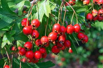 Hawthorn berries, Haws, Crataegus, growing on a hawthorn tree