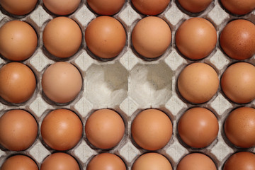 Group of fresh eggs in pater tray