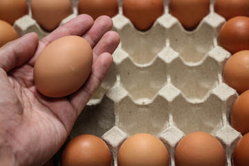 Group of fresh eggs in pater tray