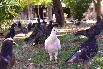white pigeon among pigeons in a city park