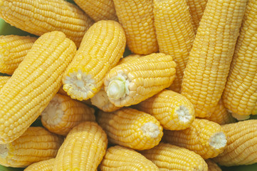 Fresh corn on cobs, closeup