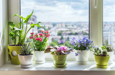 House plants on window.  Cactus, blue flower, violet, carnation, succulent, cala. Home flower beckground.