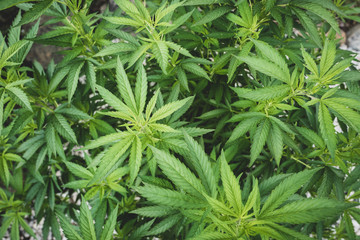 Hemp cannabis plant, herbal medicine