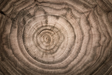 Stump of tree felled - section of the trunk with annual rings. Slice wood.
