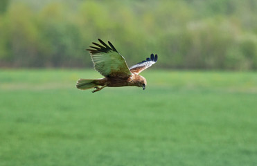 Western marsh harrier (Circus aeruginosus) in the flight