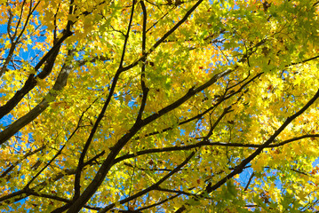 red maple leaves in autumn