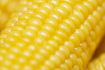 Fresh corn on cobs, closeup