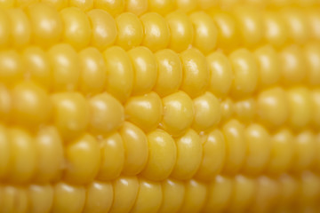 Fresh corn on cobs, closeup